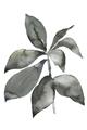 Picture of Black Watercolour Botanical I _GroupedProduct_Rectangle_Portrait_Unframed_Print_Only_
