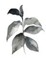 Picture of Black Watercolour Botanical II  _GroupedProduct_Rectangle_Portrait_Unframed_Print_Only_