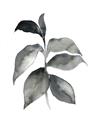 Picture of Black Watercolour Botanical II  _GroupedProduct_Rectangle_Portrait_Unframed_Print_Only_