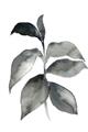 Picture of Black Watercolour Botanical II  _GroupedProduct_Rectangle_Portrait_Unframed_Print_Only_