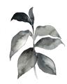 Picture of Black Watercolour Botanical II  _GroupedProduct_Rectangle_Portrait_Unframed_Print_Only_
