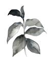 Picture of Black Watercolour Botanical II  _GroupedProduct_Rectangle_Portrait_Unframed_Print_Only_