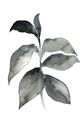 Picture of Black Watercolour Botanical II  _GroupedProduct_Rectangle_Portrait_Unframed_Print_Only_