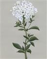 Picture of White flower I  _GroupedProduct_Rectangle_Portrait_Unframed_Print_Only_