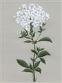 Picture of White flower I  _GroupedProduct_Rectangle_Portrait_Unframed_Print_Only_