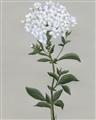 Picture of White flower I  _GroupedProduct_Rectangle_Portrait_Unframed_Print_Only_