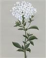 Picture of White flower I  _GroupedProduct_Rectangle_Portrait_Unframed_Print_Only_