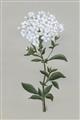 Picture of White flower I  _GroupedProduct_Rectangle_Portrait_Unframed_Print_Only_