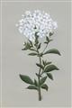 Picture of White flower I  _GroupedProduct_Rectangle_Portrait_Unframed_Print_Only_