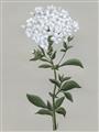 Picture of White flower I  _GroupedProduct_Rectangle_Portrait_Unframed_Print_Only_