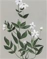 Picture of White flower III _GroupedProduct_Rectangle_Portrait_Unframed_Print_Only_