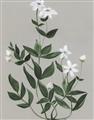 Picture of White flower III _GroupedProduct_Rectangle_Portrait_Unframed_Print_Only_