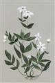 Picture of White flower III _GroupedProduct_Rectangle_Portrait_Unframed_Print_Only_