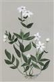 Picture of White flower III _GroupedProduct_Rectangle_Portrait_Unframed_Print_Only_