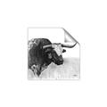 Picture of Sketched Horned Cow _GroupedProduct_Square_Unframed_Print_Only_