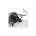 Picture of Sketched Horned Cow _GroupedProduct_Square_Unframed_Print_Only_