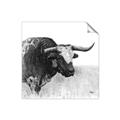 Picture of Sketched Horned Cow _GroupedProduct_Square_Unframed_Print_Only_