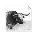 Picture of Sketched Horned Cow _GroupedProduct_Square_Unframed_Print_Only_
