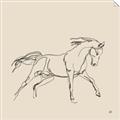 Picture of Sketched Horse II  _GroupedProduct_Square_Unframed_Print_Only_