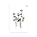Picture of Black Botanical I  _GroupedProduct_Rectangle_Portrait_Unframed_Print_Only_