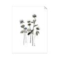 Picture of Black Botanical I  _GroupedProduct_Rectangle_Portrait_Unframed_Print_Only_