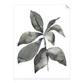 Picture of Black Watercolour Botanical I _GroupedProduct_Rectangle_Portrait_Unframed_Print_Only_
