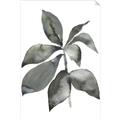 Picture of Black Watercolour Botanical I _GroupedProduct_Rectangle_Portrait_Unframed_Print_Only_