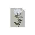 Picture of White flower I  _GroupedProduct_Rectangle_Portrait_Unframed_Print_Only_