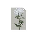 Picture of White flower I  _GroupedProduct_Rectangle_Portrait_Unframed_Print_Only_