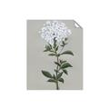 Picture of White flower I  _GroupedProduct_Rectangle_Portrait_Unframed_Print_Only_