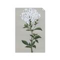 Picture of White flower I  _GroupedProduct_Rectangle_Portrait_Unframed_Print_Only_