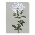 Picture of White flower I  _GroupedProduct_Rectangle_Portrait_Unframed_Print_Only_