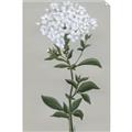 Picture of White flower I  _GroupedProduct_Rectangle_Portrait_Unframed_Print_Only_