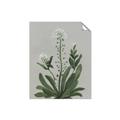 Picture of White flower II  _GroupedProduct_Rectangle_Portrait_Unframed_Print_Only_