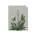 Picture of White flower II  _GroupedProduct_Rectangle_Portrait_Unframed_Print_Only_