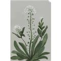 Picture of White flower II  _GroupedProduct_Rectangle_Portrait_Unframed_Print_Only_