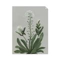 Picture of White flower II  _GroupedProduct_Rectangle_Portrait_Unframed_Print_Only_