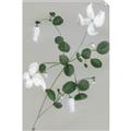 Picture of White flower IV _GroupedProduct_Rectangle_Portrait_Unframed_Print_Only_