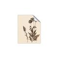 Picture of Vintage Botanical I  _GroupedProduct_Rectangle_Portrait_Unframed_Print_Only_