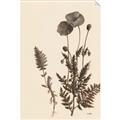 Picture of Vintage Botanical I  _GroupedProduct_Rectangle_Portrait_Unframed_Print_Only_