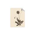 Picture of Vintage Botanical II  _GroupedProduct_Rectangle_Portrait_Unframed_Print_Only_