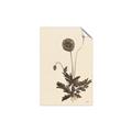 Picture of Vintage Botanical II  _GroupedProduct_Rectangle_Portrait_Unframed_Print_Only_