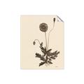 Picture of Vintage Botanical II  _GroupedProduct_Rectangle_Portrait_Unframed_Print_Only_