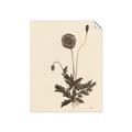 Picture of Vintage Botanical II  _GroupedProduct_Rectangle_Portrait_Unframed_Print_Only_
