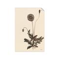 Picture of Vintage Botanical II  _GroupedProduct_Rectangle_Portrait_Unframed_Print_Only_