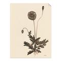 Picture of Vintage Botanical II  _GroupedProduct_Rectangle_Portrait_Unframed_Print_Only_