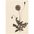 Picture of Vintage Botanical II  _GroupedProduct_Rectangle_Portrait_Unframed_Print_Only_