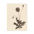 Picture of Vintage Botanical II  _GroupedProduct_Rectangle_Portrait_Unframed_Print_Only_