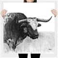 Picture of Sketched Horned Cow _GroupedProduct_Square_Canvas_