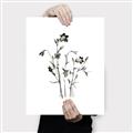 Picture of Black Botanical II  _GroupedProduct_Rectangle_Portrait_Canvas_